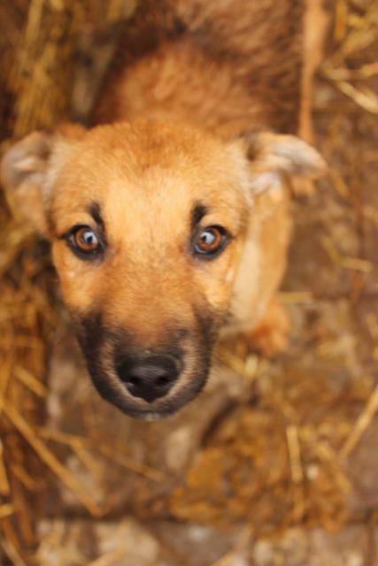 JACKY - reserviert Tierheim Burgdorf