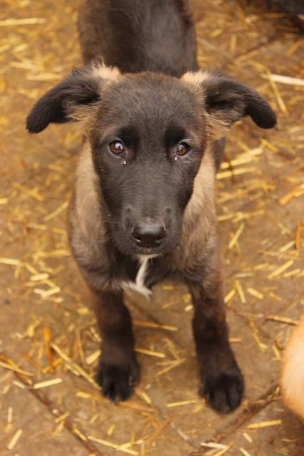 MEGAN - reserviert Tierheim Burgdorf