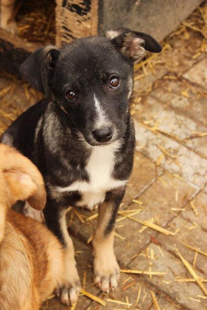 ALISHA - reserviert Tierheim Burgdorf