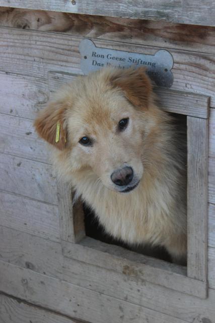 BRUCE* - reserviert Tierheim Burgdorf