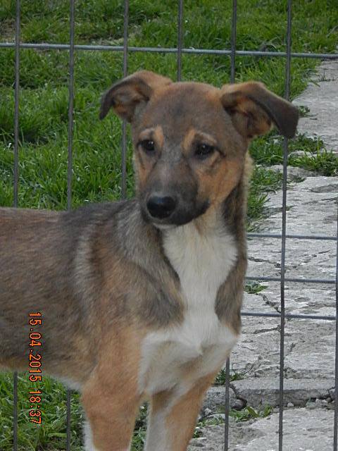 SOCKS - reserviert Hundehilfe Salzgitter