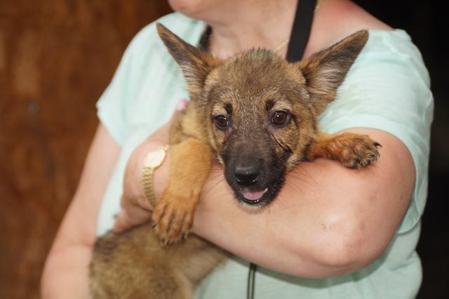 AMIKA - reserviert Tierheim Lingen