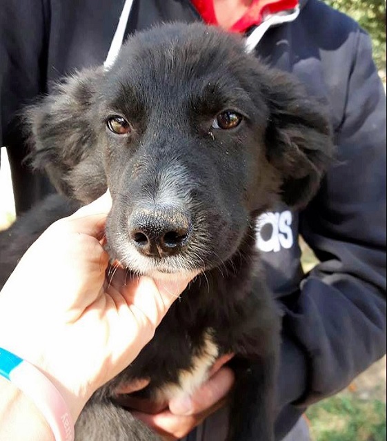 KLEIN EDDA - reserviert Tierheim Lingen