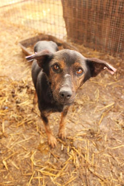 ELMINA - reserviert Tierheim Koblenz