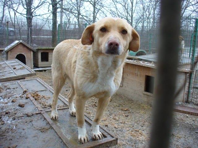 HOLLY - reserviert Tierschutzliga Dorf