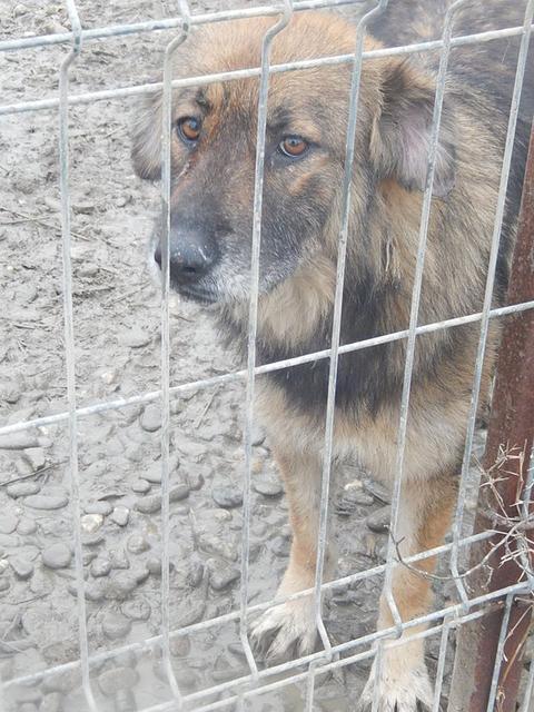 MAIRA - reserviert Tierschutzliga Dorf