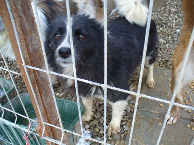 MARLA - reserviert Tierschutzliga Dorf