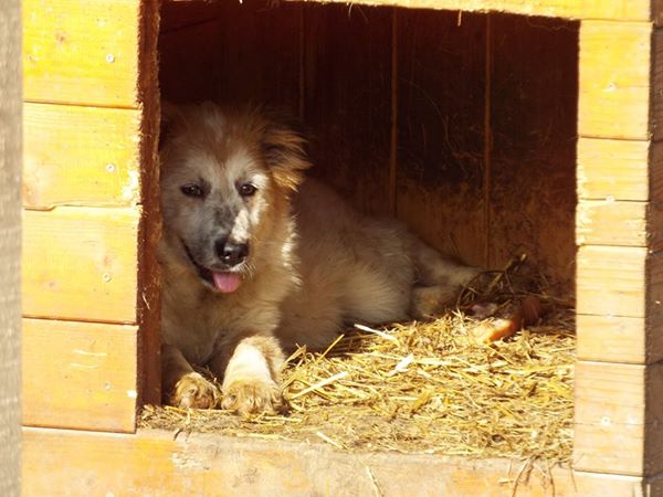 MARTI - reserviert Tierheim Koblenz