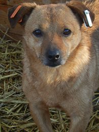 MELCHIOR - reserviert Hamburger Tierschutzverein