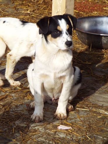 PAVALI - reserviert Tierheim Koblenz