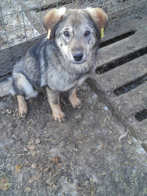 RACHEL - reserviert Tierheim München