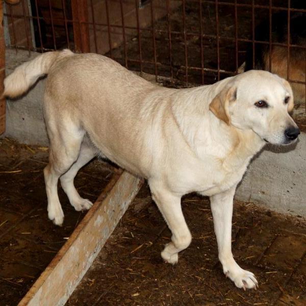 LANDO - ca. 50 - über 1 Jahr im Tierheim - ist reserviert (NadineZ)