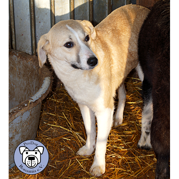 HALINA (COOKIE) hat Interessenten (Kerstin)