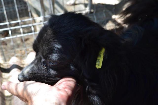 KARL (Spike) - reserviert Hamburger Tierschutzverein