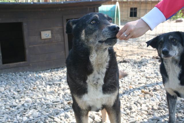 DALIKO - reserviert Tiere brauchen Freunde