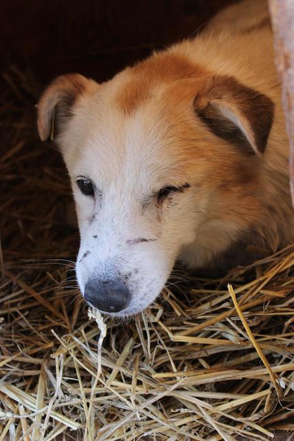 KIM - reserviert Casa Animale T.