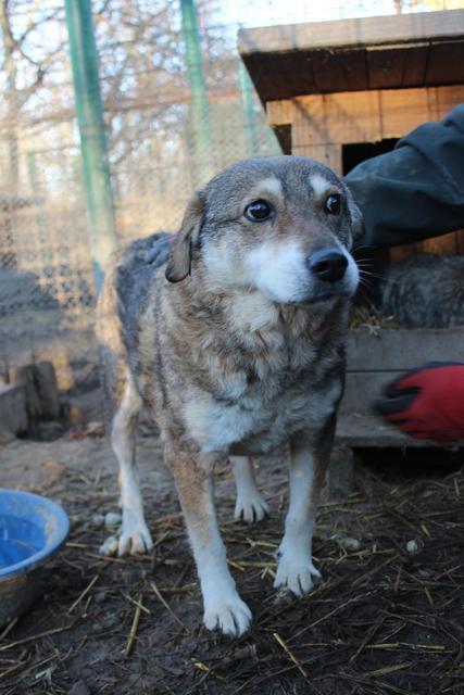 PERDITA* - reserviert Tiere brauchen Freunde e.V.