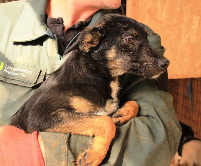 LAURENS - reserviert Tierheim Koblenz