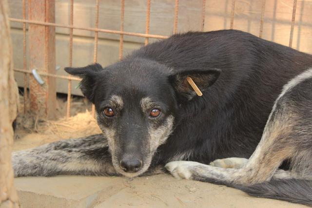 AIMEE - reserviert Tierfreunde Filderstadt