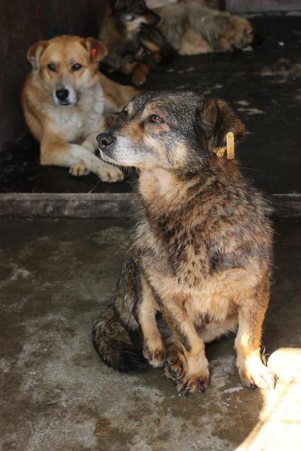 TINA* - reserviert für Casa Animale