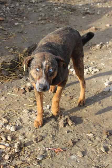 BLUE* - reserviert Tierheim Burgdorf