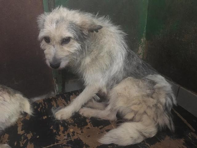 NELLIE - reserviert Hamburger Tierschutzverein