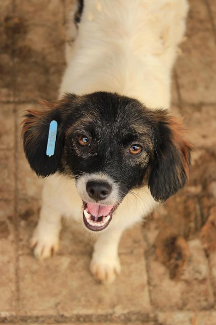 MAISIE - reserviert Hamburger Tierschutzverein