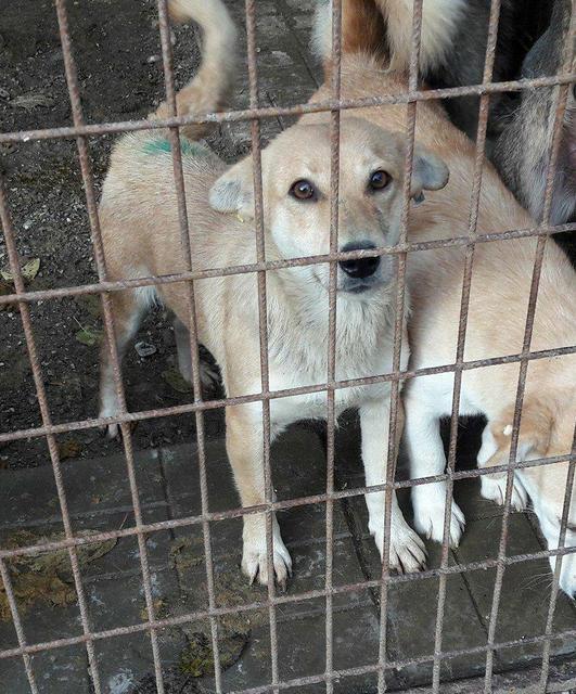 ROMY - reserviert Hamburger Tierschutzverein