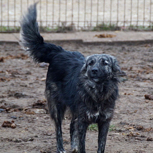 CLOE - ca. 45-50cm - über 1 Jahr im Tierheim res. PS J&N