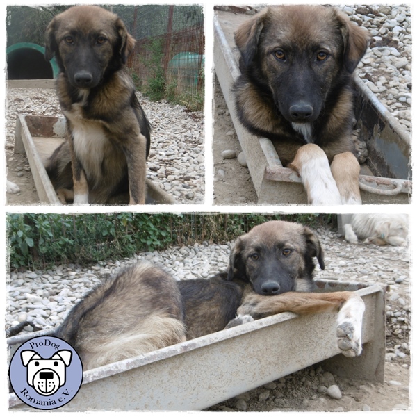 BADIA* - reserviert Tierheim Burgdorf