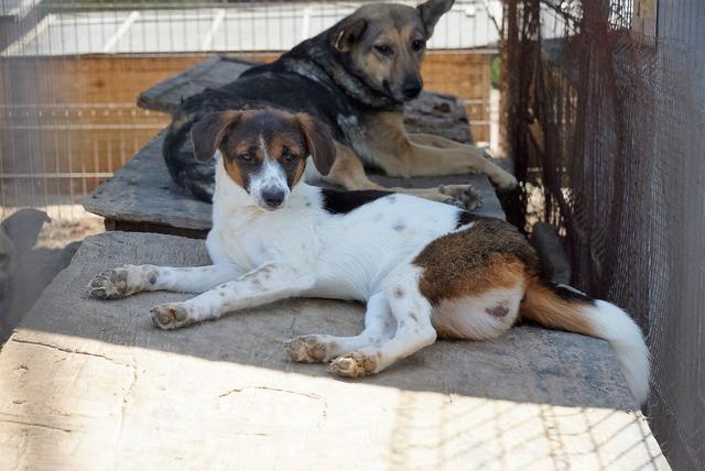 CHERIE* - reserviert Tierheim Burgdorf