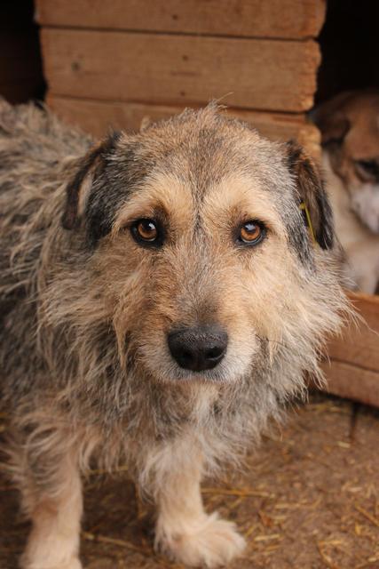 TEDDY - reserviert Tierheim Koblenz