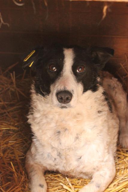 HANNI - reserviert Tierheim Koblenz