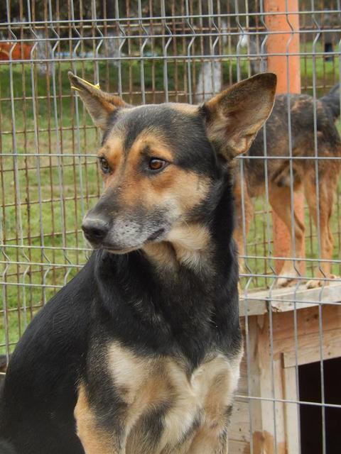 JOEL - reserviert Tiere brauchen Freunde e.V.