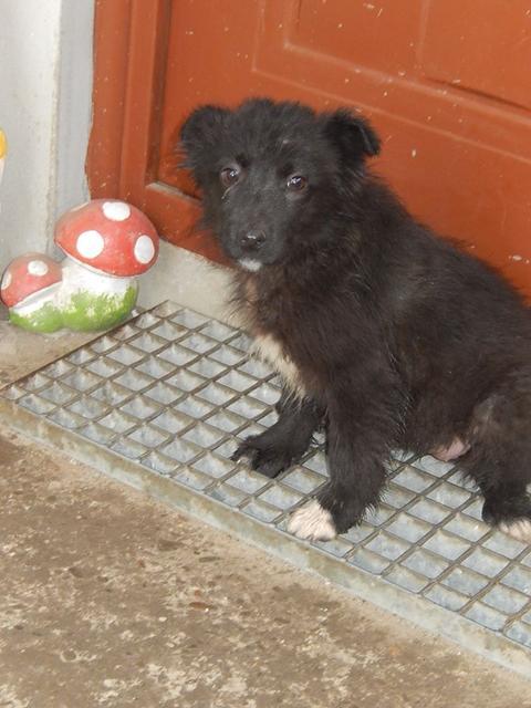 PEPITA - reserviert Hundehilfe Salzgitter