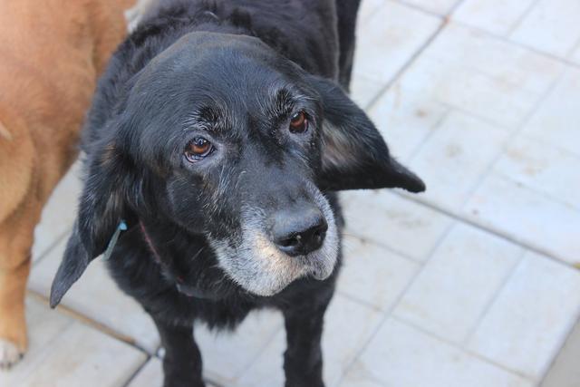 BAILEY (Shadow) - OLDIE - reserviert für Pflegestelle