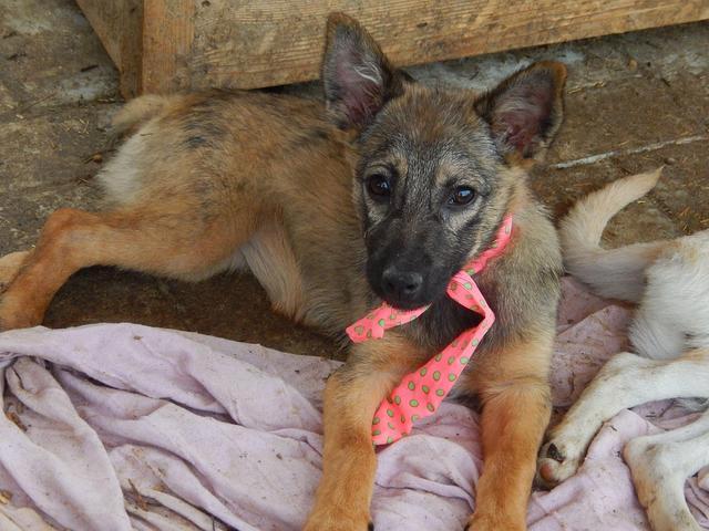 LOBKE - reserviert Hundehilfe Salzgitter