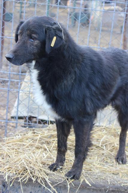 CORINNE* - reserviert Tiere brauchen Freunde e.V.