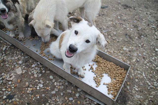 JOJO - reserviert Tierschutzverein München