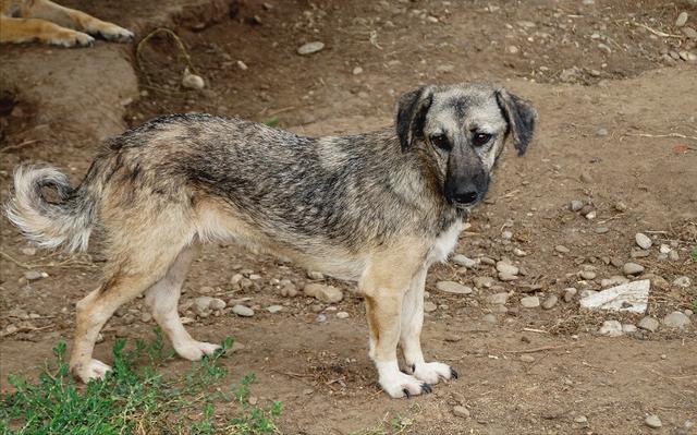 SMOKY (BENA) - reserviert TSH KA (GC) - über 1 Jahr im Tierheim