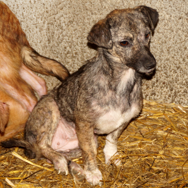 BABSI (KATHY) - reserviert Tierhilfe Lebenswert e.V. (MP)