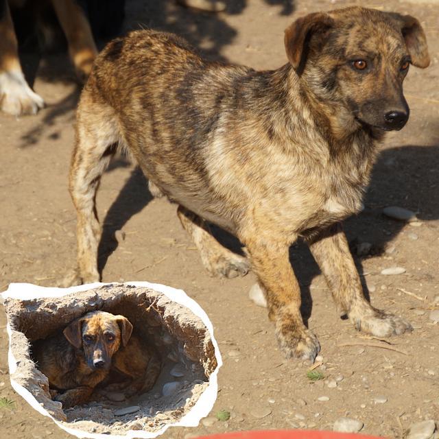 ROLF - - 1 Jahr im Tierheim - reserviert 4Animals