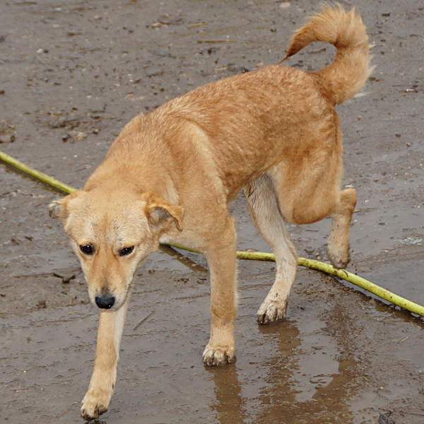 SAMMY (BRITTA) - ist reserviert (NadineZ)