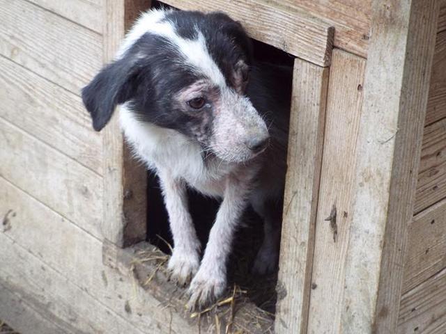 MONA - reserviert Casa Animale