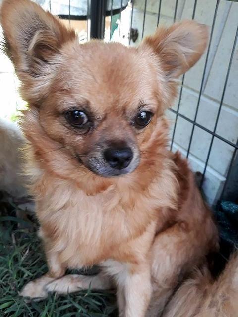 GERRY - ca. 30- Chihuahua (Mix) - reserviert PVA