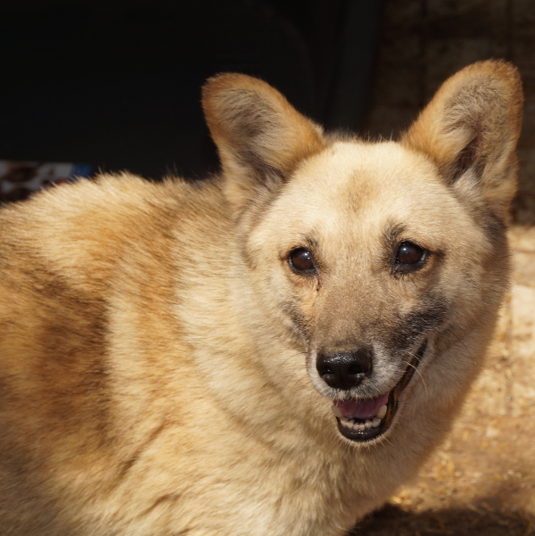 JANNY - OLDIE - 1 Jahr im Tierheim - reserviert 4Animals