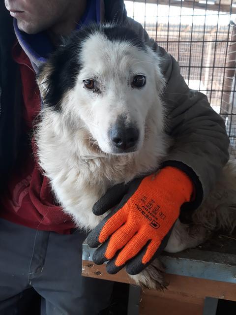 MERIDA - reserviert Hamburger Tierschutzverein