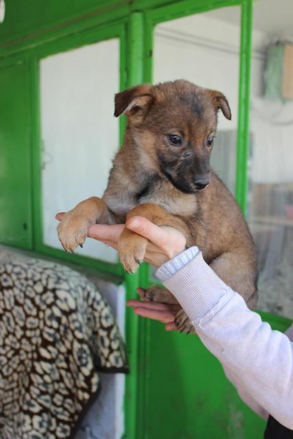 LOTTI-NICKI* reserviert für Notpfoten (Ti)