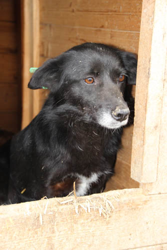 PIPSY - reserviert Hamburger Tierschutzverein