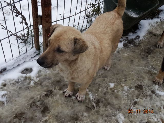 KALI - seit mehr als einem Jahr im Tierheim - reserviert TH Lingen